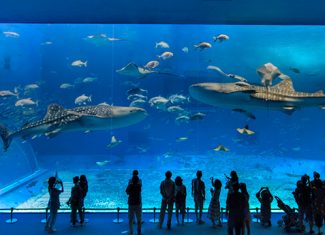 Descubra os oceanários mais espetaculares, que o deixarão boquiaberto